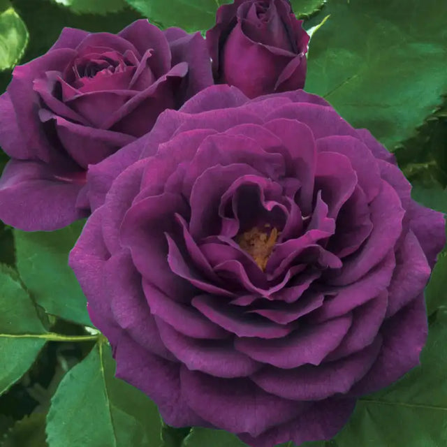 Guernys Roses Rose Bushes For Sale | Gurney's Seed & Nursery Co.