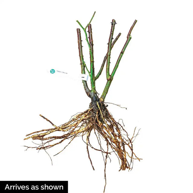 Grande Dame™ Hybrid Tea Rose