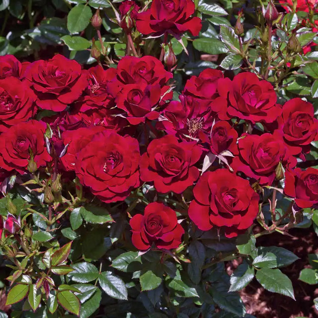 Miniature Roses For Sale | Gurney's Seed & Nursery Co.