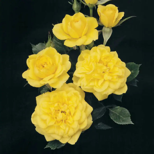 Litton Roses Lemon Drop Miniature Rose | Gurney's Seed & Nursery Co.