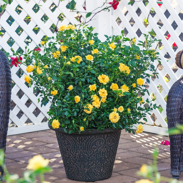 Lemon Drop Miniature Rose