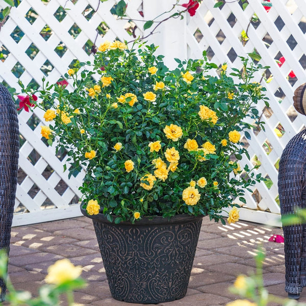 indoor rose plant yellow leaves Lemon Drop Miniature Rose