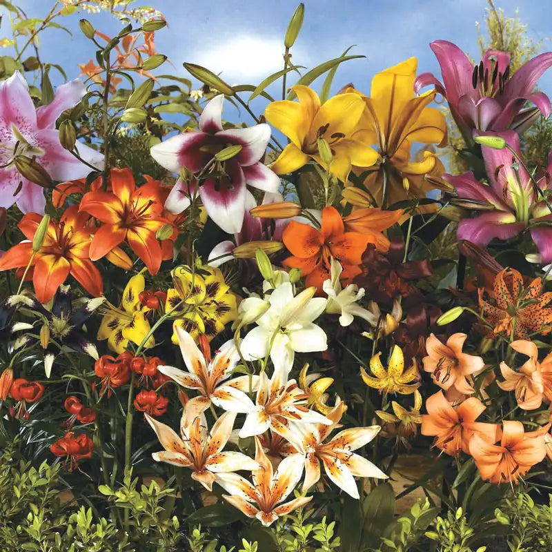 will asiatic lilies bloom all summer All Summer Lily Bulb Mix