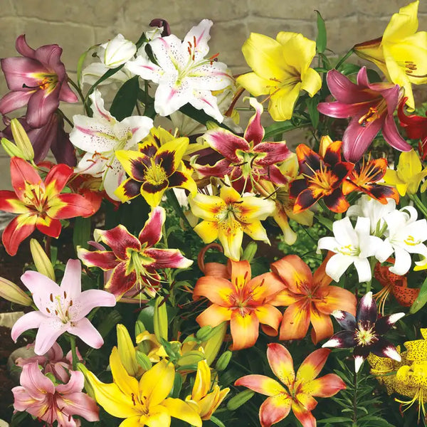 asiatic lily do they bloom all summer All Summer Lily Garden