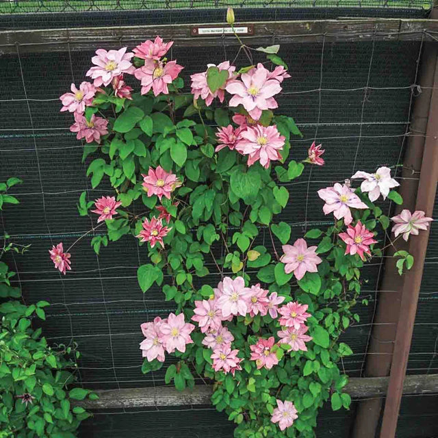 Clematis 'Little Mermaid