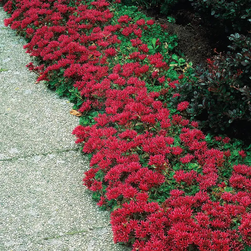 succulent dragon's blood Dragon's Blood Sedum - Premium (Qty- 1) | Sedum spurium 'Fuldaglut'