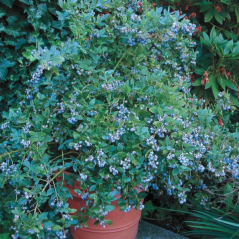 Sunshine Blueberry | Gurney's Seed & Nursery Co.