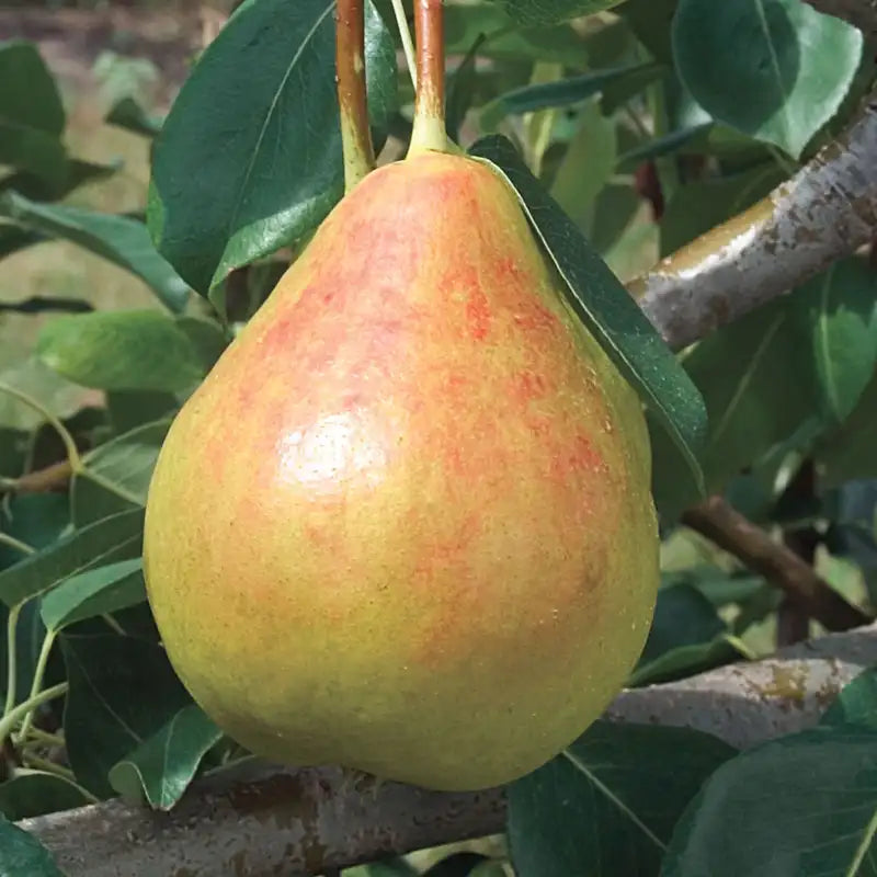 Moonglow Pear | Gurney's Seed & Nursery Co.