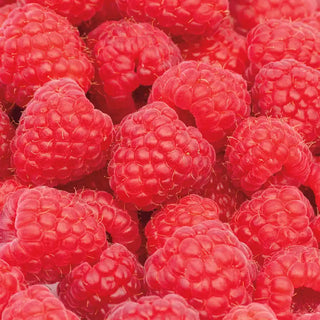 Raspberry Plants For Sale | Gurney's Seed & Nursery Co. – Gurneys