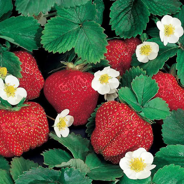 festival strawberry seeds for sale Festival Everbearer Strawberry