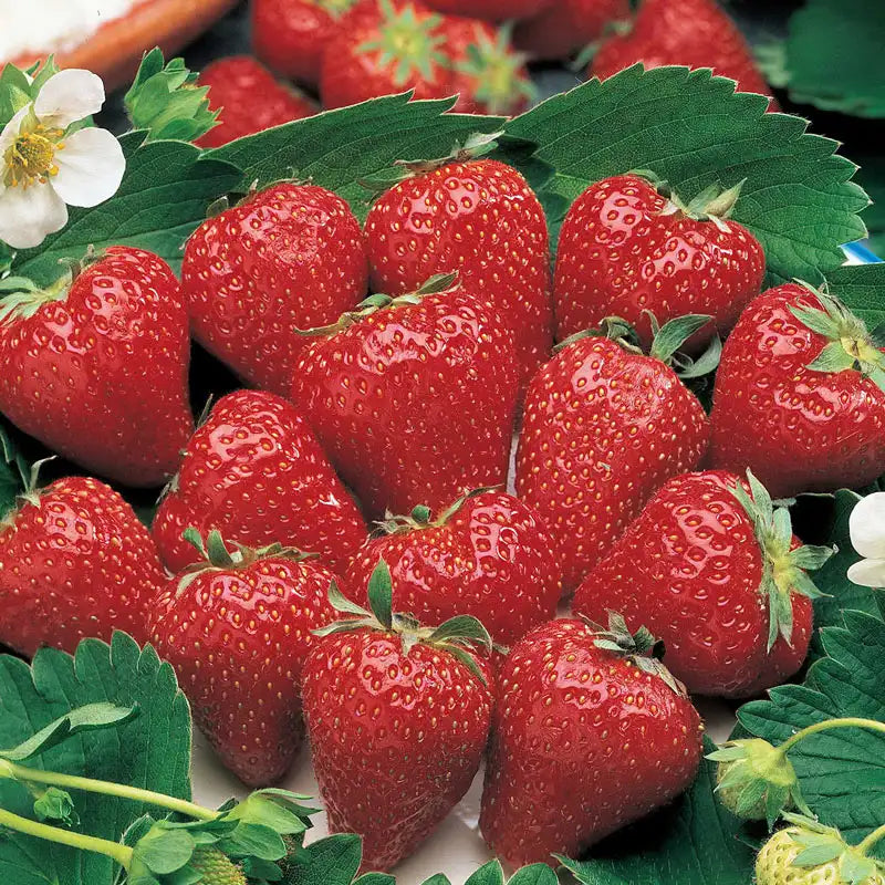 strawberry plant seeds for sale Surecrop Junebearing Strawberry Plant