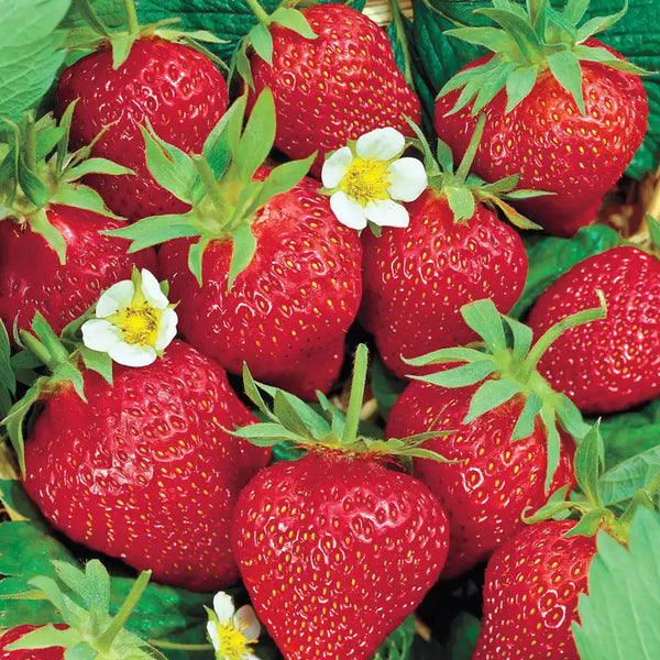 chandler strawberry seeds for sale Chandler Junebearing Strawberry Plant