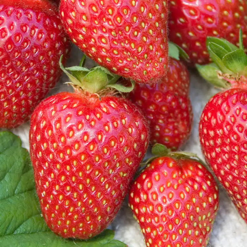 allstar strawberry seeds Allstar Junebearing Strawberry Plant