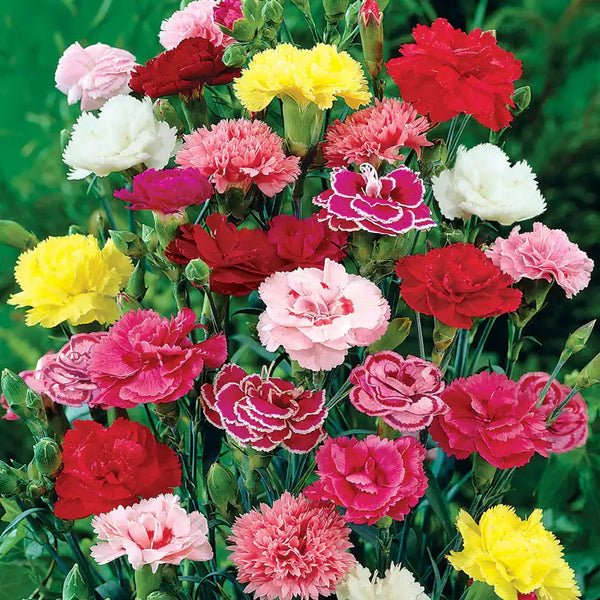 Hardy Mixed Carnations