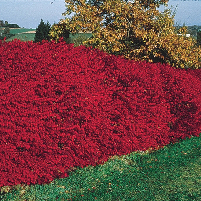 burning bush seeds planting Dwarf Burning Bush Hedge - Premium (Qty- 10) | Euonymus alatus 'Compactus'