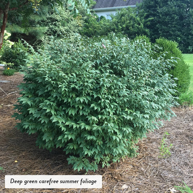 burning bush seeds planting Dwarf Burning Bush Hedge - Premium (Qty- 10) | Euonymus alatus 'Compactus'