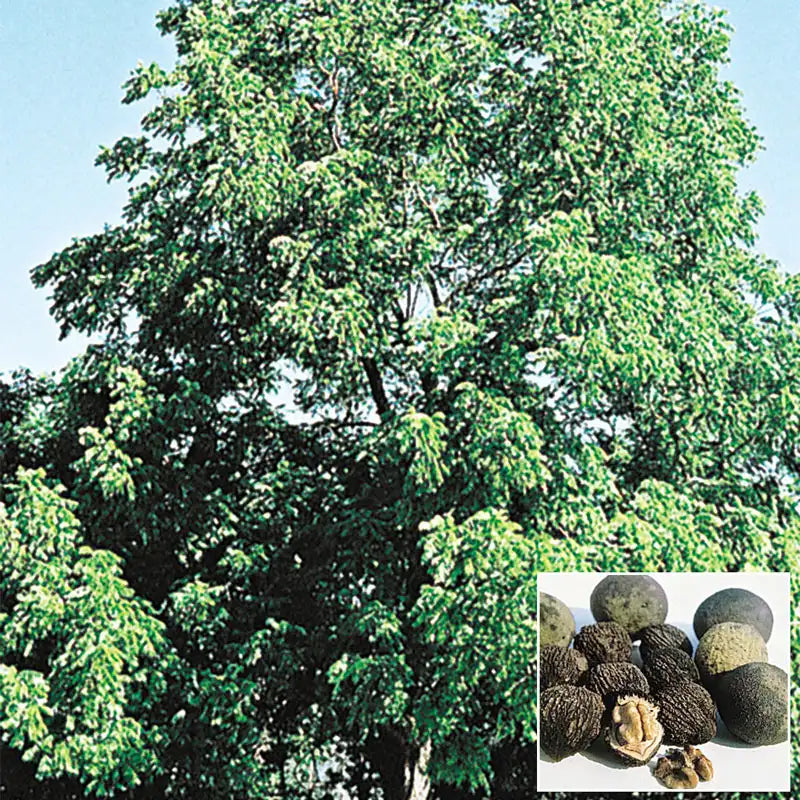 black walnut tree planting from seed Black Walnut Tree