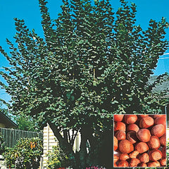 American Hazelnut Tree