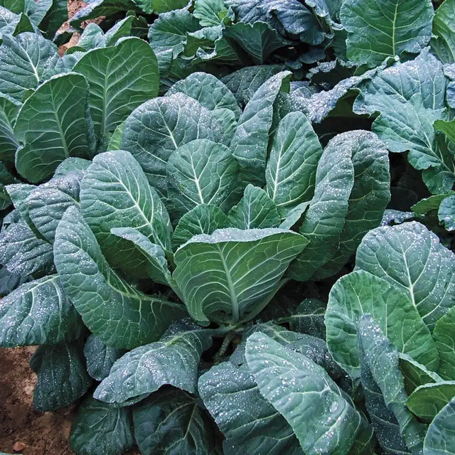 Flash Hybrid Collards