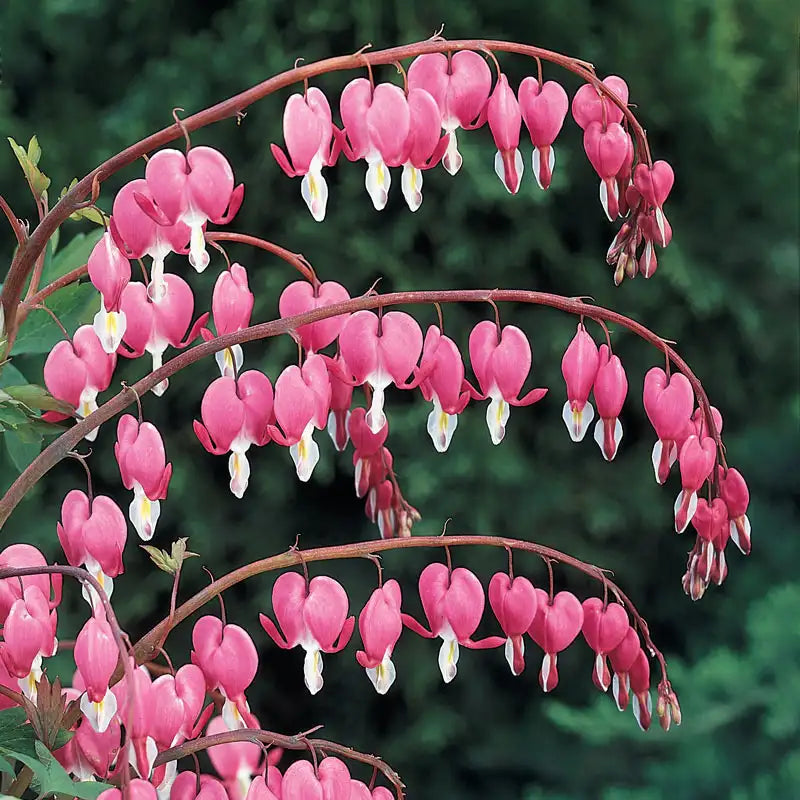 planting bleeding heart seeds Pink Old Fashioned Bleeding Heart Plant