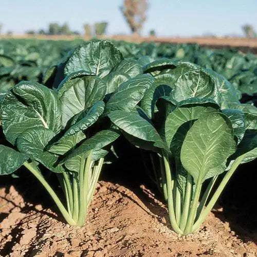 planting mustard green seeds Savanna Hybrid Spinach Mustard