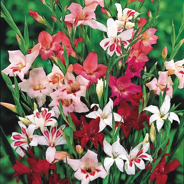09432A_grande.webp?v=1729090478
