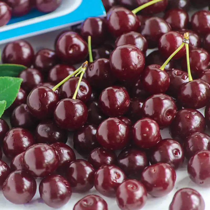 Romeo™ Bush Cherry | Gurney's Seed & Nursery Co.