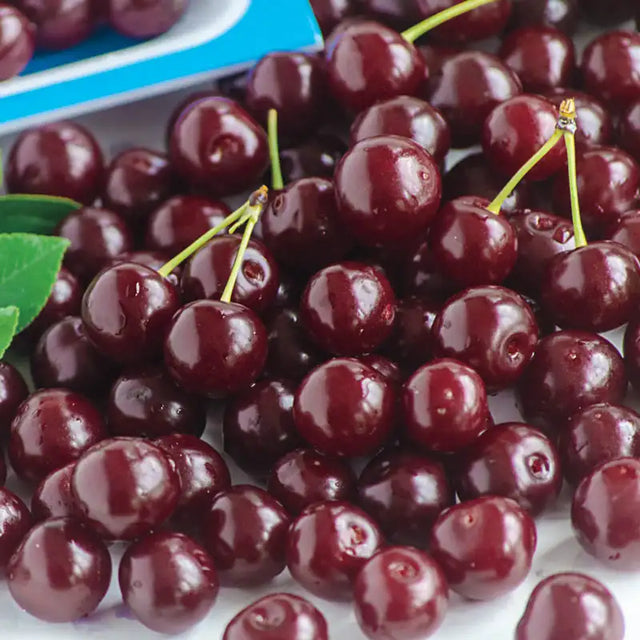 Romeo™ Cherry Bush