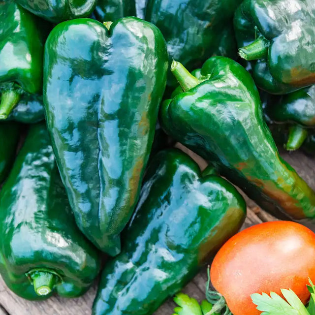 Masivo Hybrid Hot Pepper