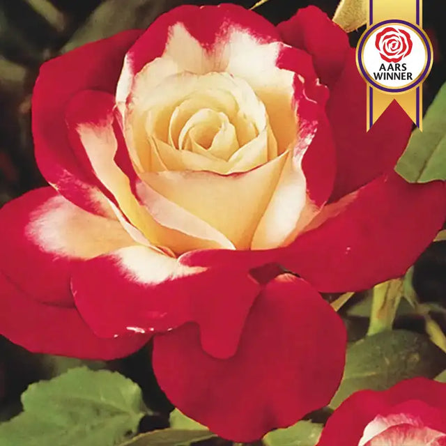 Double Delight Hybrid Tea Rose