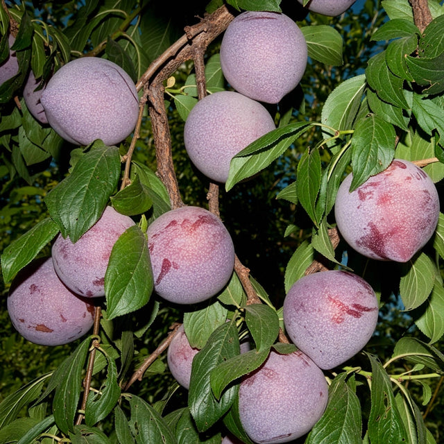 Candy Heart Pluerry™