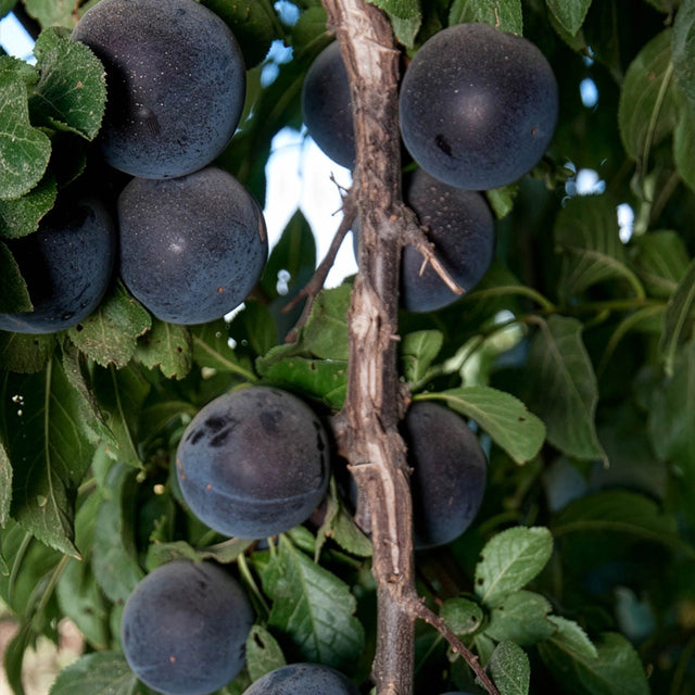 Flavor Delight Aprium®