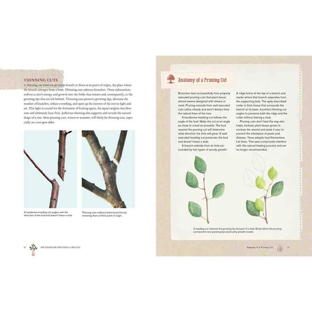 Grow a Little Fruit Tree 