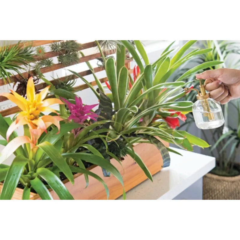 window box flower seeds How To Window Box: Small-Space Plants To Grow Indoors Or Out