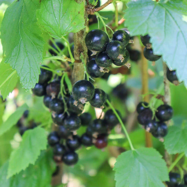 Savannah Zap™ Black Currant – Gurney's Seed & Nursery Co.