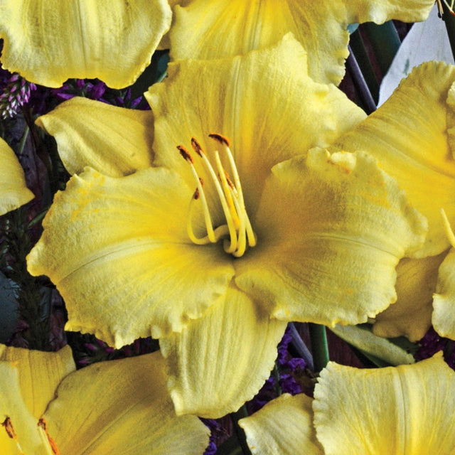 Stella-Bration Daylily Collection 