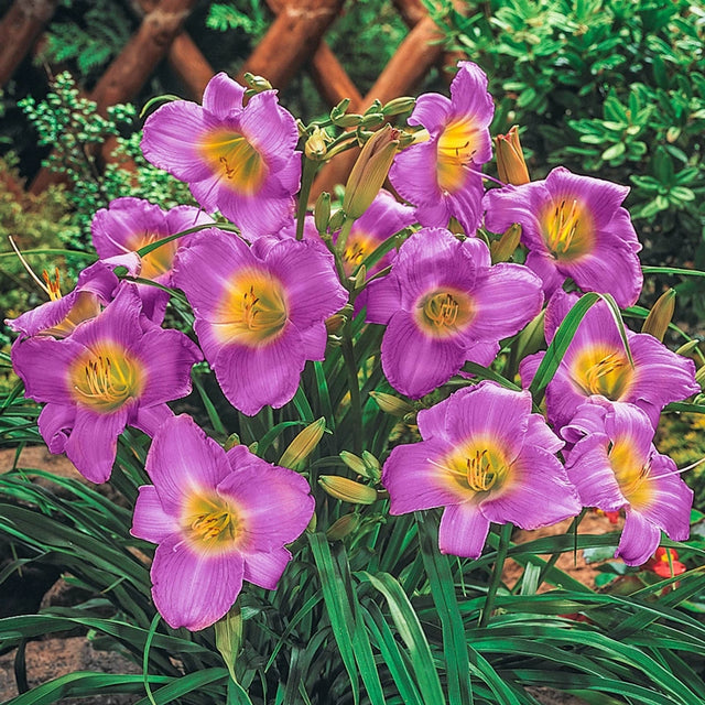 Stella-Bration Daylily Collection 