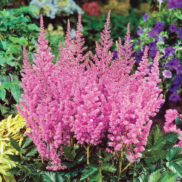 Europa Astilbe