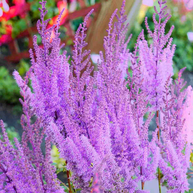 Purple Lance Astilbe
