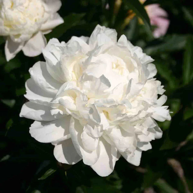 White Frost Peony