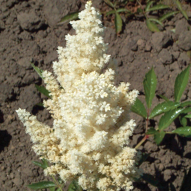 White Glory Astilbe