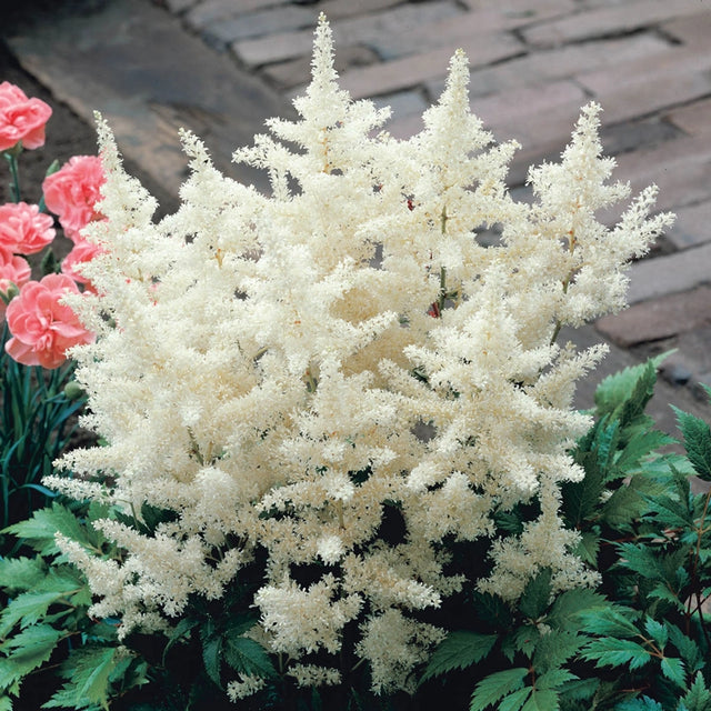 White Glory Astilbe