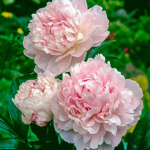 Shirley Temple Peony