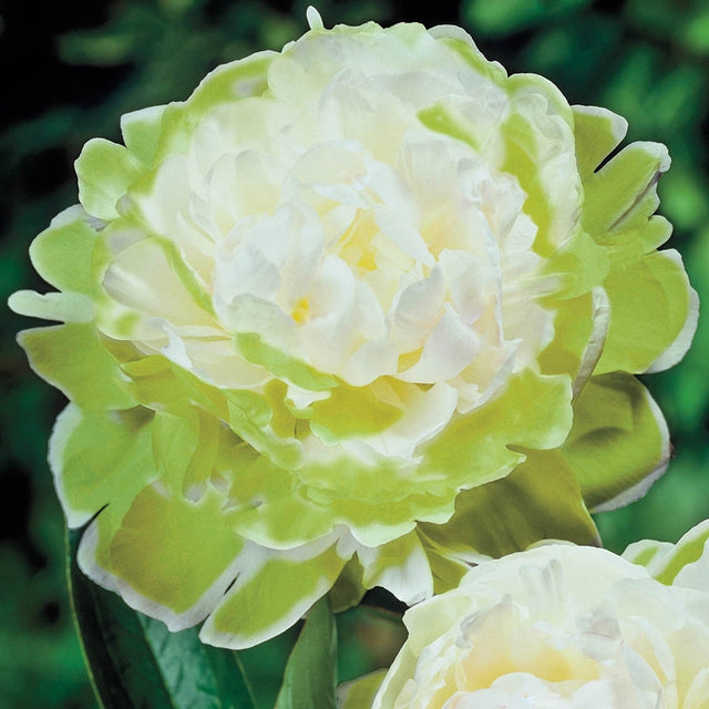 Green Halo Peony