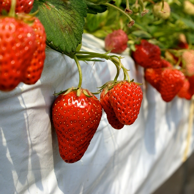 Berry Pop SAKURA Strawberry 