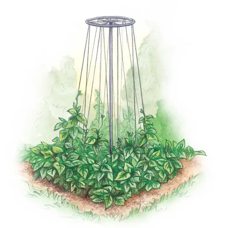 trellis for green bean plants Bean Support Tower