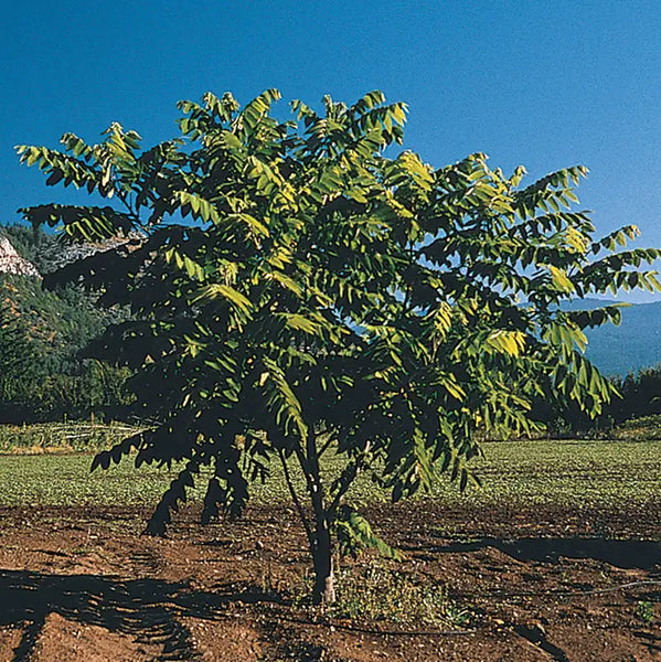 planting butternut trees from seed Butternut Tree