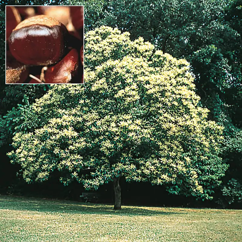Chinese Superior Chestnut Tree | Gurney's Seed & Nursery Co.