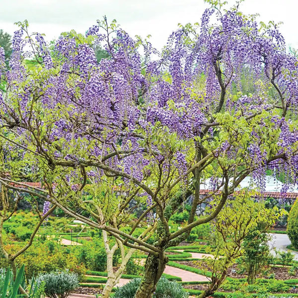 buy wisteria plant Tree Wisteria