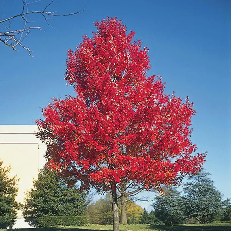 Maybelle Tree Mable Tree Brandywine Maple Tree Profile By Kuenzi Turf & Nursery